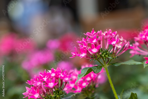 Pink Pentas flowers photo