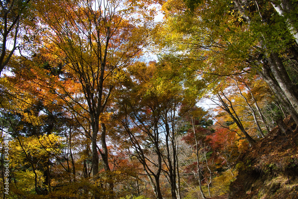 身延山のハイキング西コースの紅葉