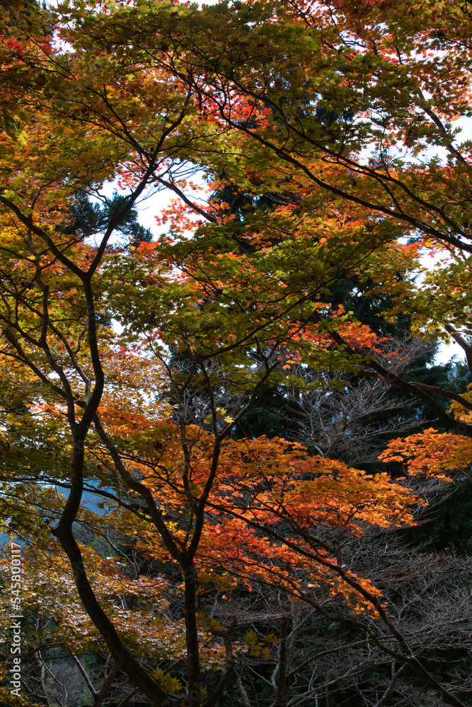 身延山のハイキング西コースの紅葉