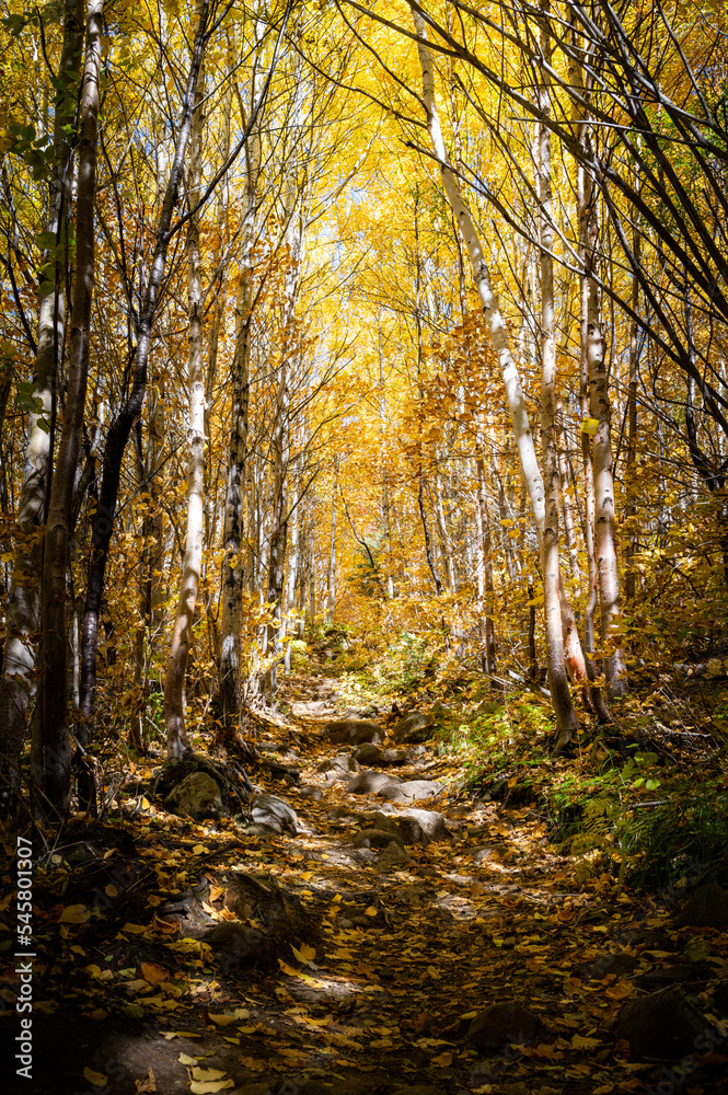 The golden enlighted trail that leads to Pioui mountain, under colored leaves at Fall, Quebec, Canada The golden enlighted trail that leads to Pioui mountain, under colored leaves at Fall, Quebec, Canada
