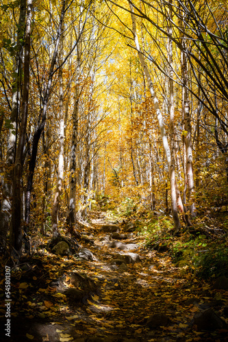 The golden enlighted trail that leads to Pioui mountain, under colored leaves at Fall, Quebec, Canada