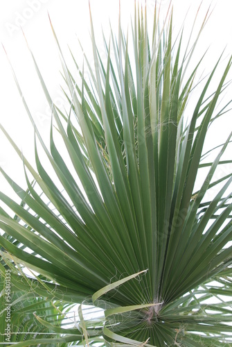 Palmenblatt