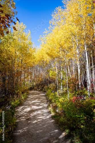 The golden enlighted trail that leads to Lac-des-Cygnes mountain, under colored leaves at Fall, Quebec, Canada photo