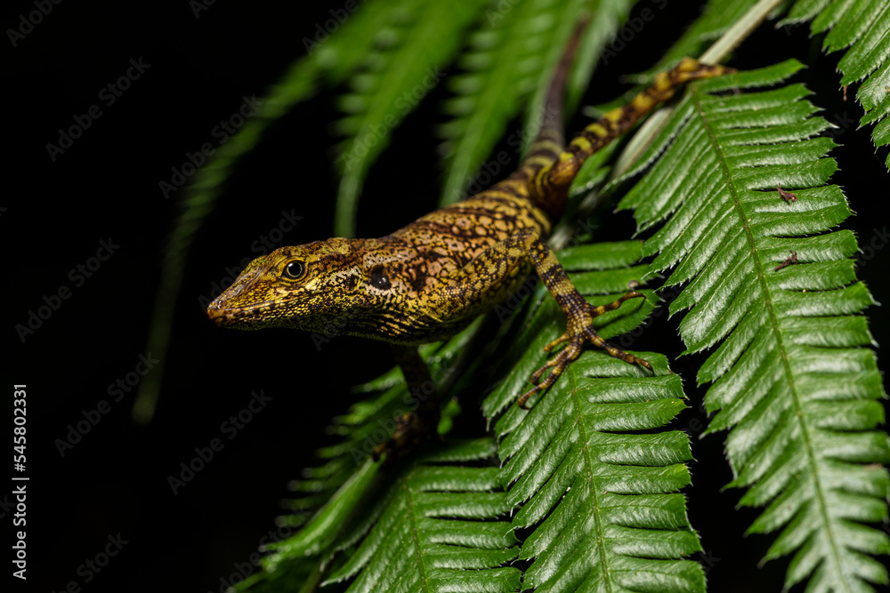 Close up of an O'Shaughnessy's Anole (Anolis gemmosus) on a leaf in its environment in the cloudforest in Ecuador. Reptile portraits. Wildlife photography. Fauna in outdoors. Close up of an O'Shaughnessy's Anole (Anolis gemmosus) on a leaf in its environment in the cloudforest in Ecuador. Reptile portraits. Wildlife photography. Fauna in outdoors.