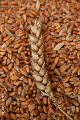 Many wheat grains and spikelet as background