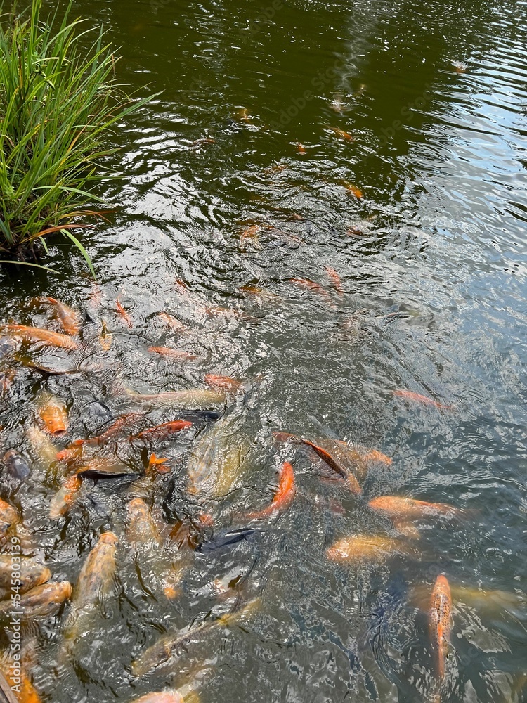 Many golden carps swimming in water outdoors Many golden carps swimming in water outdoors