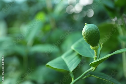 Unripe citrus fruit growing on tree outdoors, closeup. Space for text