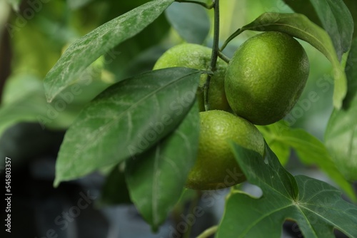 Unripe lemons growing on tree outdoors, closeup