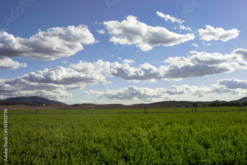 green alfalfa field and blue sky