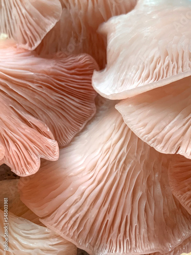 pink and white mushrooms