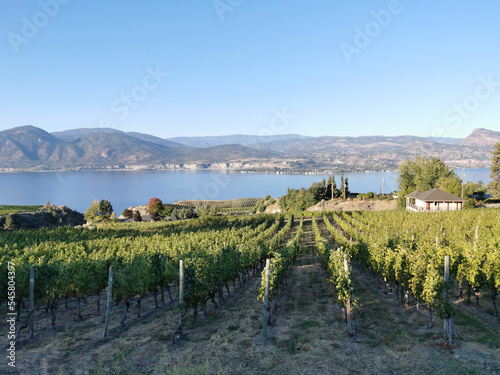 Vineyard overlooking Okanagan Lake in Naramata, British Columbia, Canada. Naramata is near Penticton in the Okanagan Valley. photo