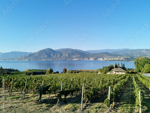 Vineyard overlooking Okanagan Lake in Naramata, British Columbia, Canada. Naramata is near Penticton in the Okanagan Valley. photo