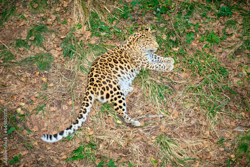 Leopard in the Seaside safari Park sleeps on the ground. Leopard in the Seaside safari Park sleeps on the ground.
