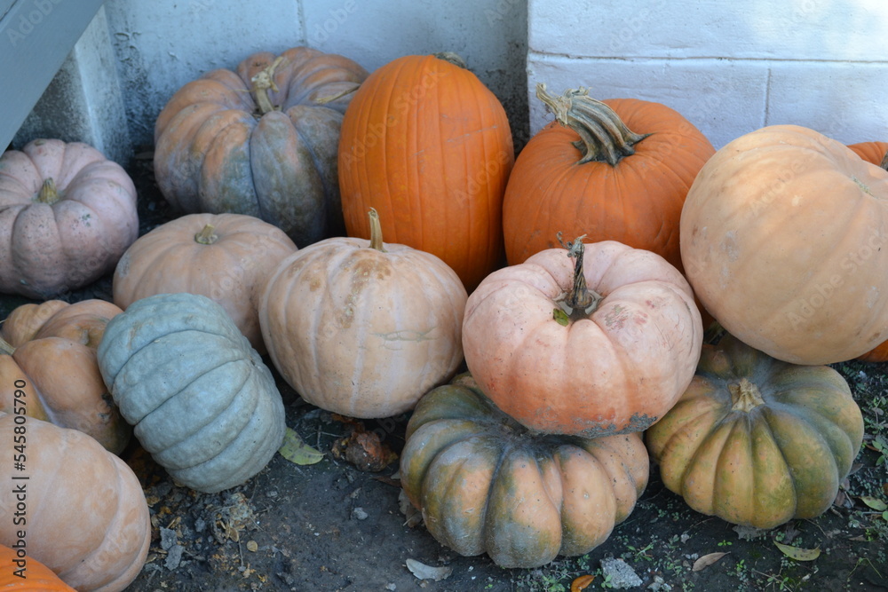 Pumpkins for Thanksgiving Pumpkins for Thanksgiving