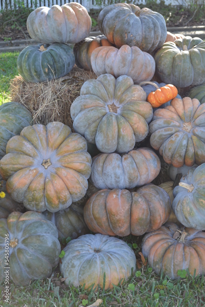 Jarrahdale Pumpkins
