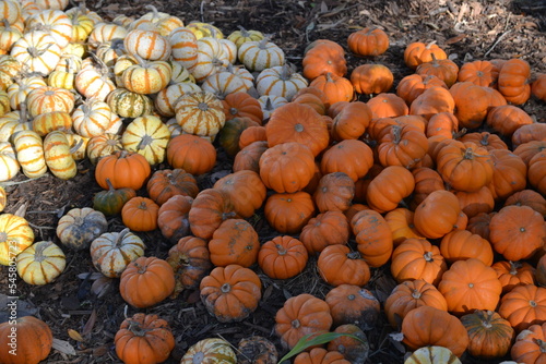 Plenty of mini pumpkins on a field