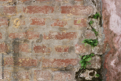 The old brick wall collapses from time to time and is covered with moss and vegetation from moisture.