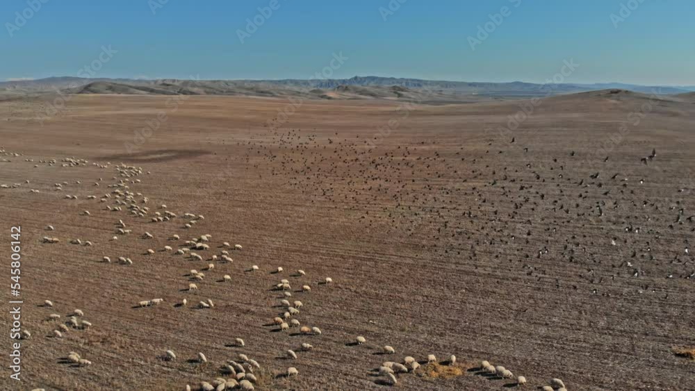 Many sheep in Vashlovani protected areas Many sheep in Vashlovani protected areas