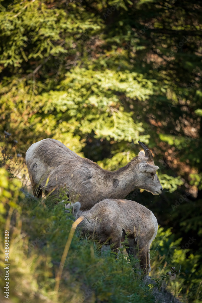 two bighorn sheep down a hill side in the forest two bighorn sheep down a hill side in the forest