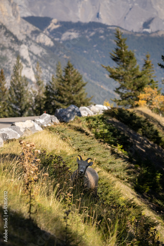 bighorn sheep on the side of a moutain pass road