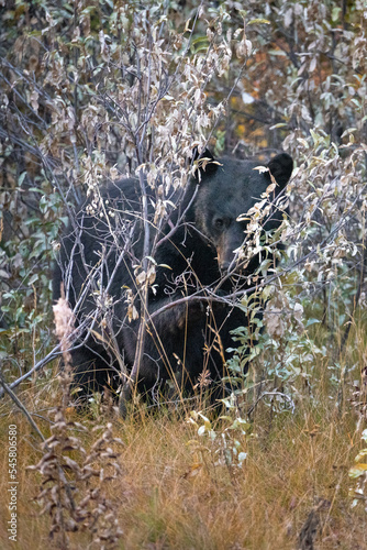 black bear getting ready for winter eating from bushes in banff national park