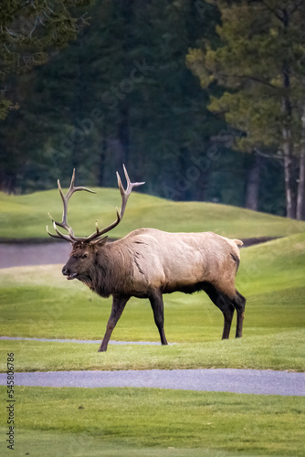 Wallpaper Mural large bull elk crossing the golf course in banff while bugeling Torontodigital.ca