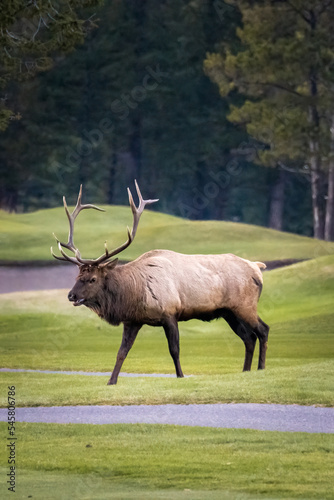 large bull elk crossing the golf course in banff while bugeling photo