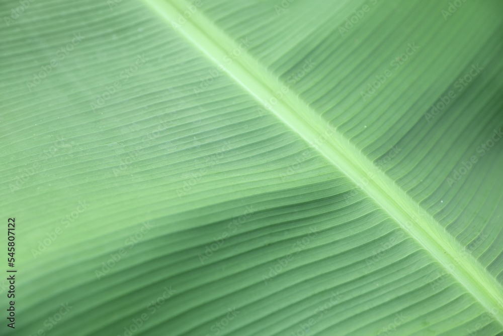 Closeup view of fresh green banana leaf as background Closeup view of fresh green banana leaf as background