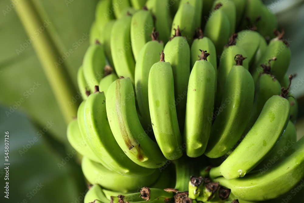 Unripe bananas growing on tree outdoors, low angle view. Space for text Unripe bananas growing on tree outdoors, low angle view. Space for text