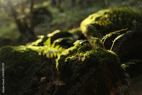 Beautiful view of moss and plant on ground under sunny light, closeup