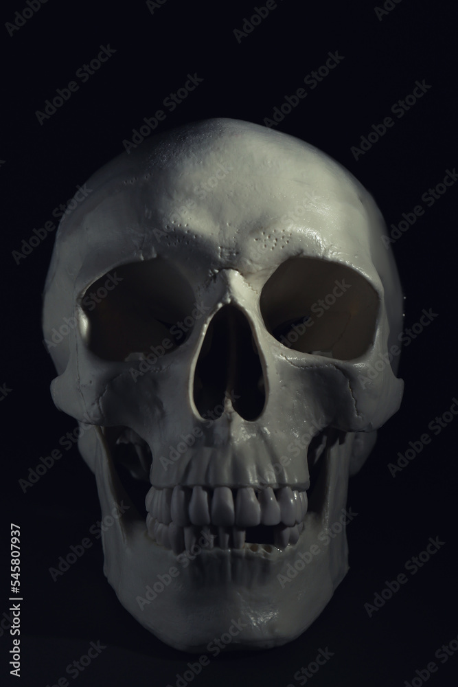 White human skull with teeth on black background White human skull with teeth on black background