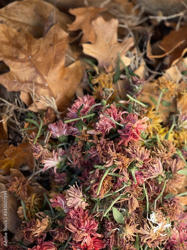 Fall leaves and grass waste
Fall leaves and grass waste
