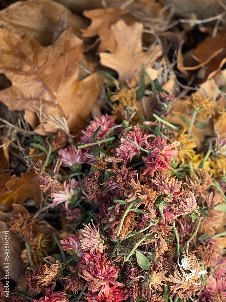 Fall leaves and grass waste
