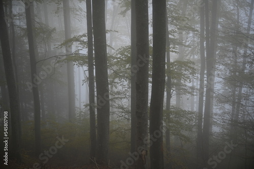 fog in the forest  cold autumn day