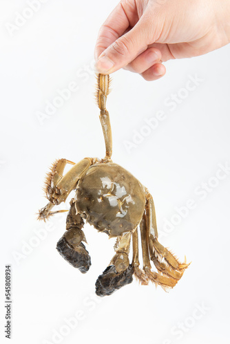 Fototapeta Naklejka Na Ścianę i Meble -  live hairy crab or Chinese mitten crab isolated on white background.