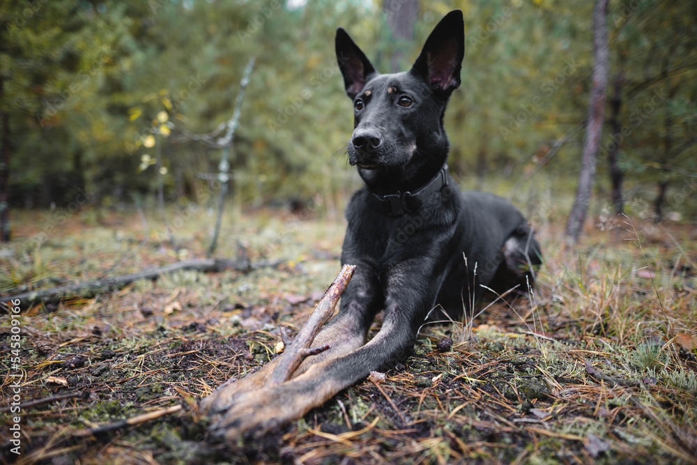 young black purebred dog gnaws a stick in the forest.