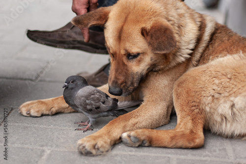 an adult dog protects a small wild pigeon on the street.