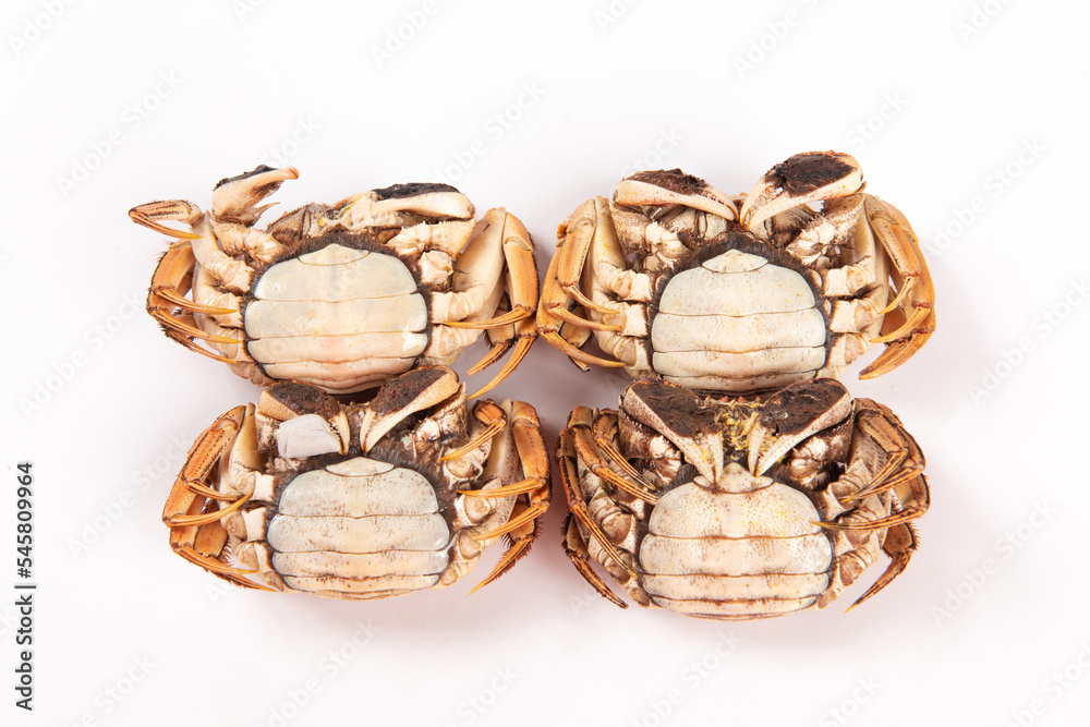cooked female hairy crabs isolated on white background. cooked female hairy crabs isolated on white background.
