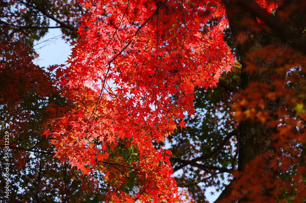 紅葉 秋の風景