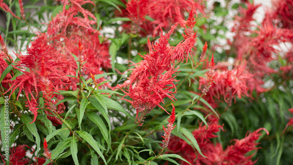 Red blooming Celosia flower in the garden