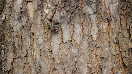 Giant natural tree bark texture