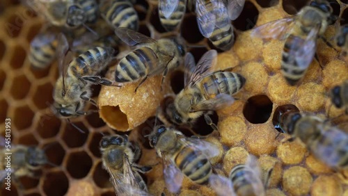 Queen Cells, Supersedure or Swarm. Beekeeping, Honey Production photo