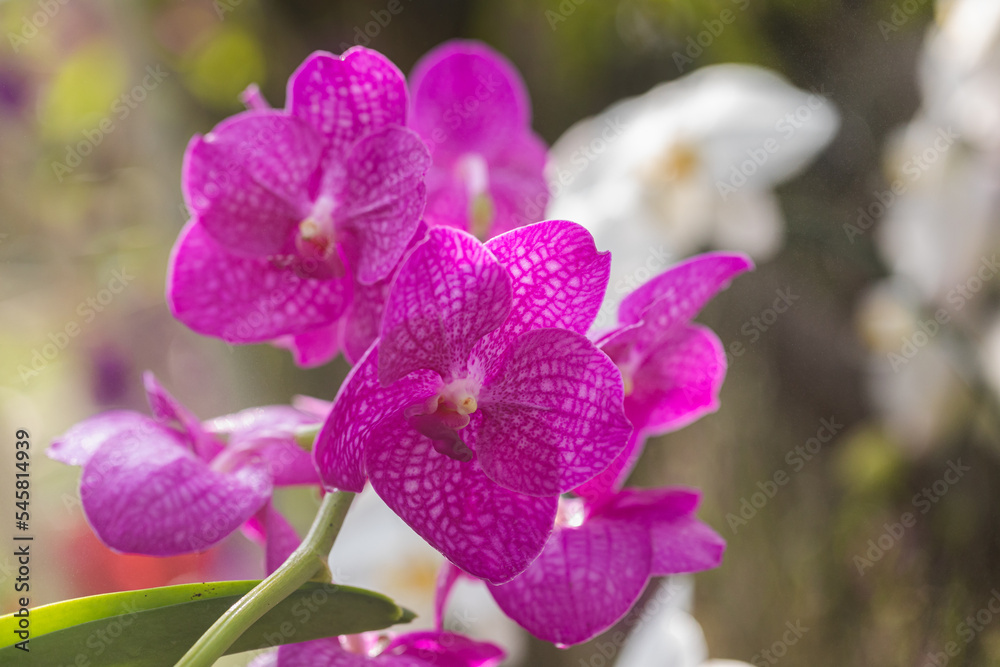 Beautiful orchid flower blooming at rainy season. Vanda orchid Beautiful orchid flower blooming at rainy season. Vanda orchid
