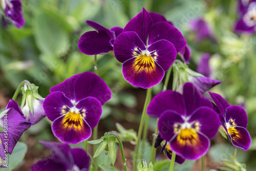Flower pansy viola