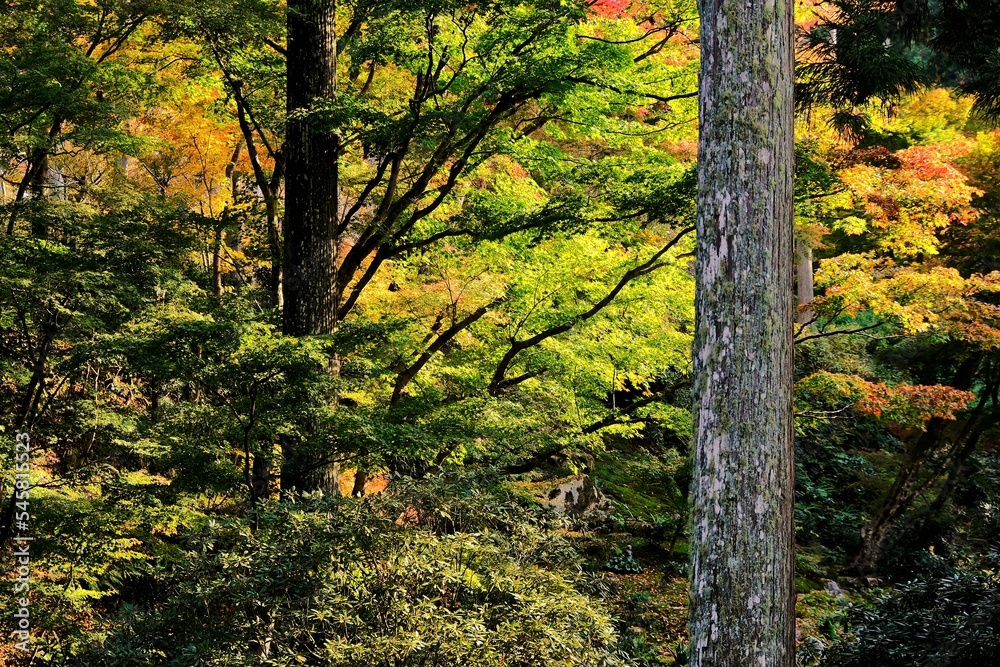 Fototapeta premium 秋，紅葉，京都，日本，日本庭園，風景, ，旅行， 建築，自然，木，背景，黄色，庭, ，光，観光スポット, 寺, 古い, 古代の