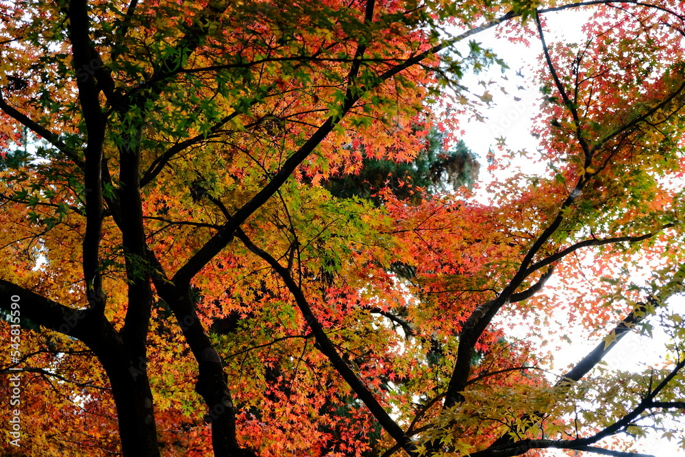 秋，紅葉，京都，日本，日本庭園，風景, ，旅行， 建築，自然，木，背景，黄色，庭, ，光，観光スポット, 寺, 古い, 古代の