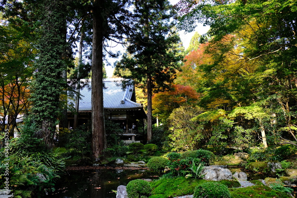 秋，紅葉，京都，日本，日本庭園，風景, ，旅行， 建築，自然，木，背景，黄色，庭, ，光，観光スポット, 寺, 古い, 古代の