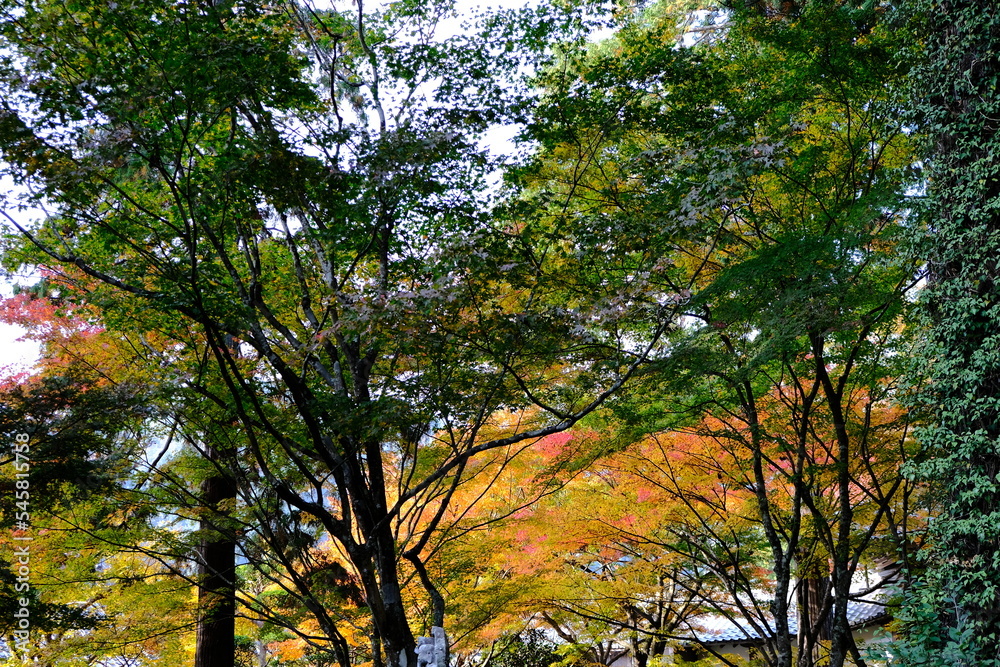 Obraz premium 秋，紅葉，京都，日本，日本庭園，風景, ，旅行， 建築，自然，木，背景，黄色，庭, ，光，観光スポット, 寺, 古い, 古代の