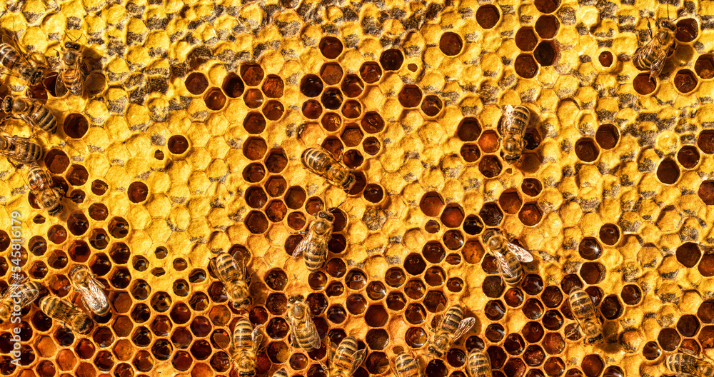 Bees work on honeycombs. They create reserves of honey and nectar.