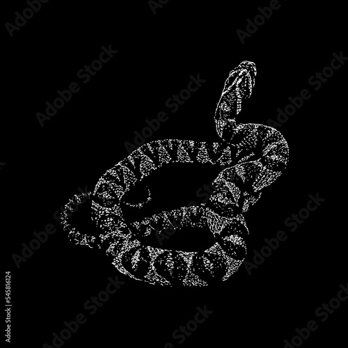 Mandarin Rat Snake hand drawing vector isolated on black background.